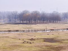 -北京麋鹿生态实验中心