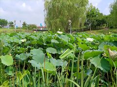-亚沙水生植物园
