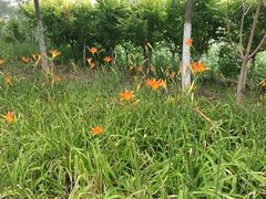 -天津东丽湖风景区