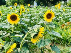 -济南国际园博园