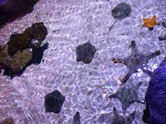 -暹罗海洋世界