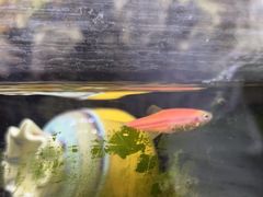 -瑞派名望24h动物医院异宠专科·猫专科·骨科·重症监护分院