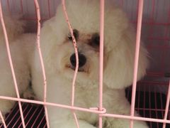 -优缇多格专业宠物美容师培训学校