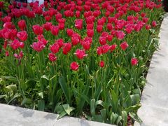 -洛阳郁金香牡丹园