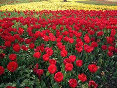 -大宁郁金香公园-停车场