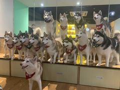 -Husky Go! 哈士奇体验馆·宠物咖啡厅狗咖