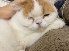 -Cappucimeow猫咪咖啡馆(韦伯时代店)