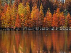 -白鹭湾湿地公园