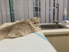 -美美宠物诊疗中心·异宠·骨科(滨江东信分院)