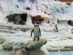 -帝企鹅自助餐厅•儿童岛•真企鹅(长隆企鹅酒店)