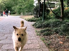 -上海共青森林公园