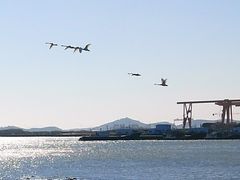 -烟墩角天鹅湖