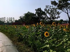 -杭州湾海上花田景区