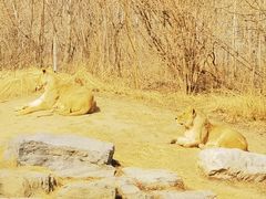 -北京野生动物园