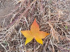 -五角枫生态旅游景区