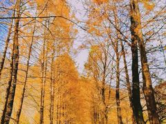 -秦岭风景区