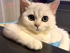 -东方名猫馆·英短金渐层布偶猫舍(环线广场1号楼店)