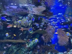 -上海海洋水族馆