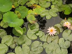 -桂湖森林公园