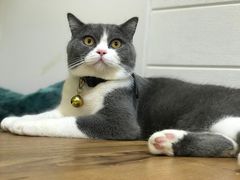 -李小姐の猫咖啡馆(五角场店)