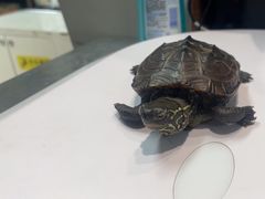 -瑞派·关忠动物医院·异宠专科·犬猫肿瘤·皮肤专科(望京店)