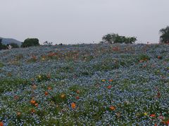 -径山花海