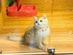 -猫十亿·布偶金渐层·曼基康矮脚猫舍(青年路店)