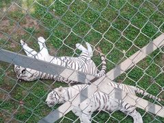 -石家庄市动物园