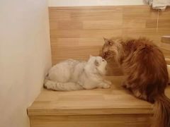 -猫腻·猫咖·撸猫馆(星光大道店)
