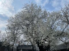 -护国法轮寺