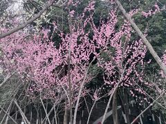 -重庆彩云湖湿地公园