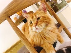 -Heymao猫咖.咖啡厅(东门店)