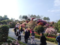 -东莞植物园