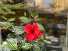 -悦百味·品质川菜(橄榄郡店)