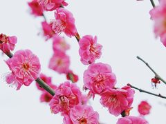 -花开海上生态园