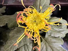 -杭州植物园