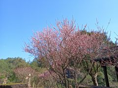 -冠豸山景区