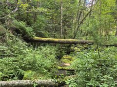 -五营红松林海景区