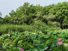 -洛阳市隋唐城遗址植物园
