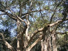 -瑞丽独树成林风景区