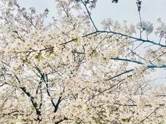 -武汉大学-樱园