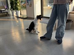 -凯瑞希宠物医院·狂犬免疫·微创·皮肤科