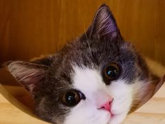 -momokira米努特·德文卷毛猫·棉花面纱犬