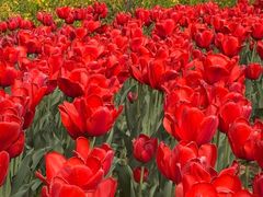 -洛阳郁金香牡丹园