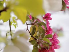 -海棠花溪(元大都城垣遗址公园)