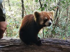 -野象谷景区