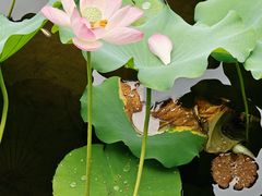 -荔湾湖公园