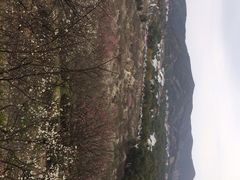 iphone_upload_pic-香雪海