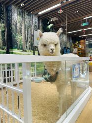 -小象动悟公园(龙湖亦庄天街店)