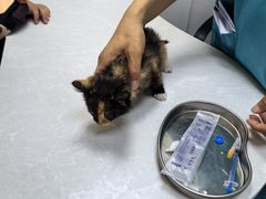 -中农国际动物医院24小时·猫科·骨科·急重症中心